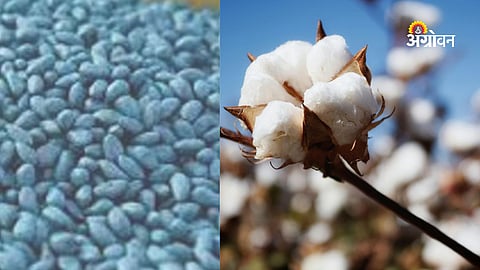 Cotton Seed Black Marketing