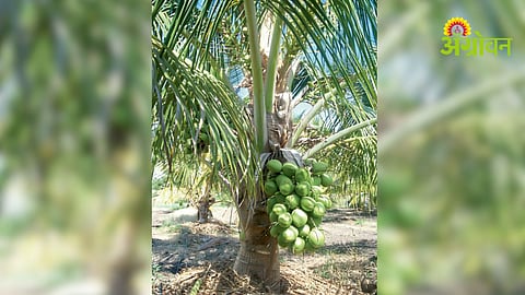 Coconut Cultivation