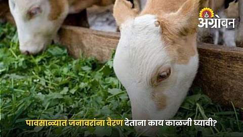 Monsoon Fodder Management For Dairy Cattle