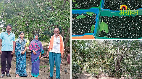 Jamun Farming Success Story