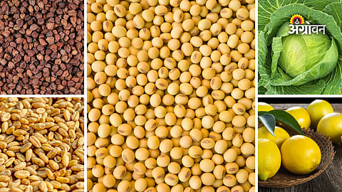 Agricultural commodity prices today