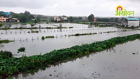 Nashik Rain Update