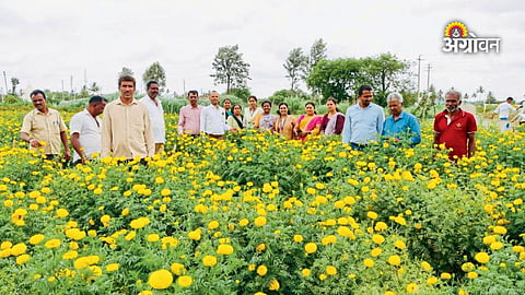 Modern technology in marigold farming