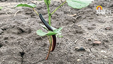 Kharif Sowing Delay