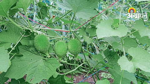 Kartoli Wild Vegetable