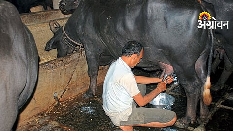 Quality Milk Production