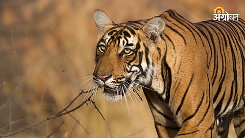 Sahyadri Tiger Reserve
