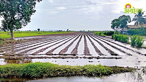 Rain Crops Damages