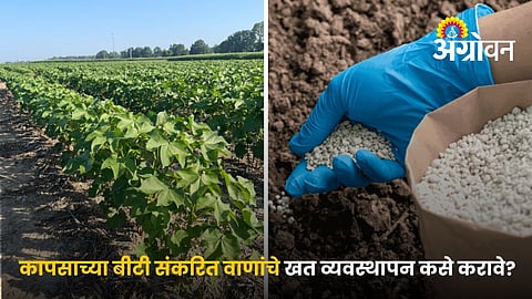 Fertilizer Schedule For BT Hybrid Cotton