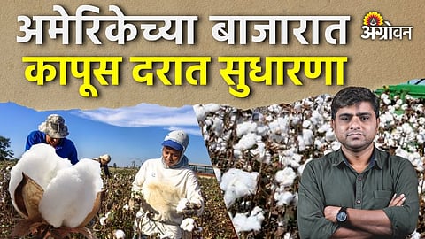 Cotton Price