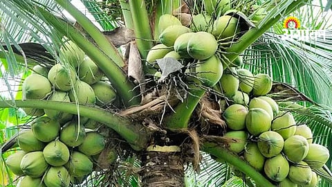 Coconut Cultivation