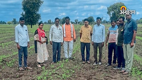 Defective soybean seeds in Vidarbha