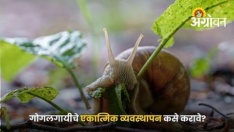 Home Remedies For Snail Control In Farms