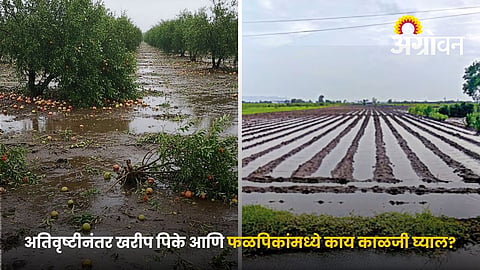 Crop Protection After Monsoon Rain