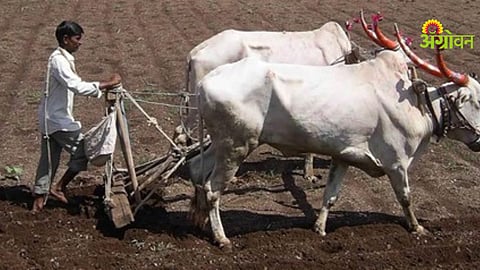 Kharif Sowing Update