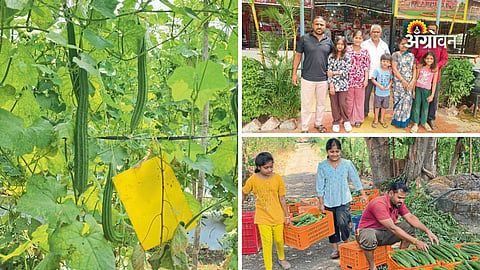 Vegetable farming success in Maharashtra