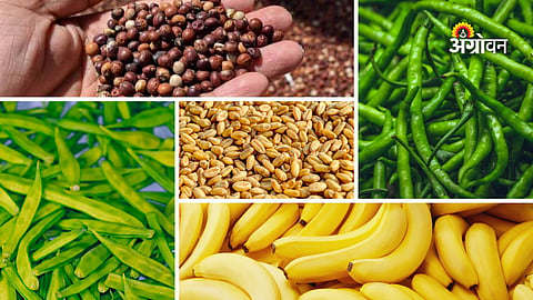 Daily agri market update India