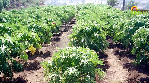Papaya Cultivation