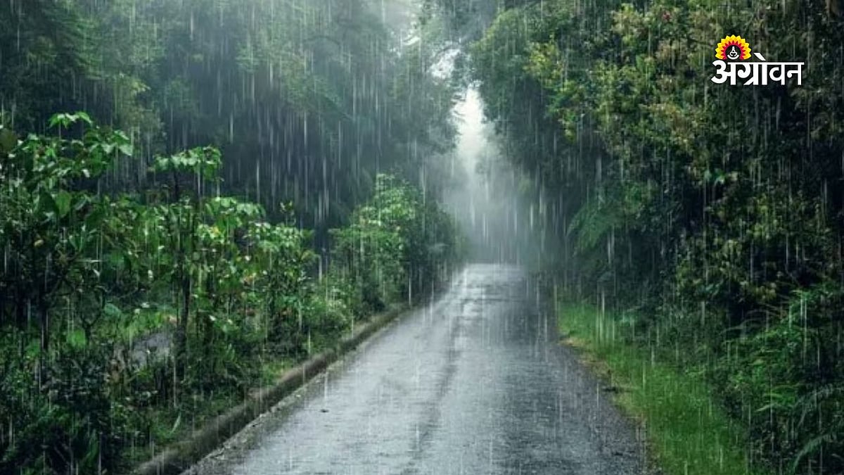 मराठवाड्यात अतिवृष्टी, नाशिकच्या सिन्नरमध्ये ४० दिवसांनंतर पाऊस