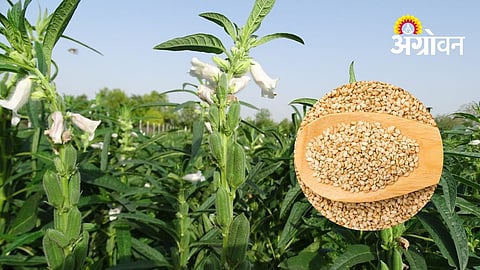 Farmers Reduce Kharif Sesame Cultivation in Khandesh