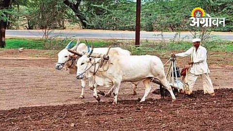 Farmers Complete Kharif Sowing Despite Low Rain