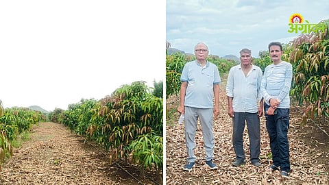 Mango Flowering Management