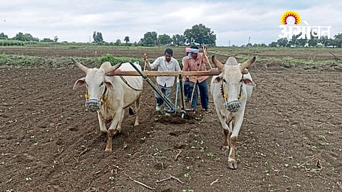 Delayed Rain Slows Kharif Sowing in Vidarbha