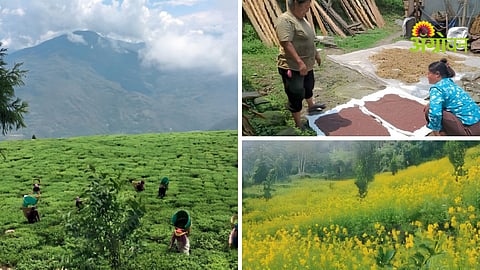 Mustard Farming