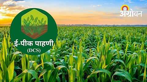 E-Crop Registration Gains Speed in Dharashiv