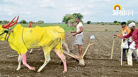 Rain Delay Fails to Stop Kharif Sowing