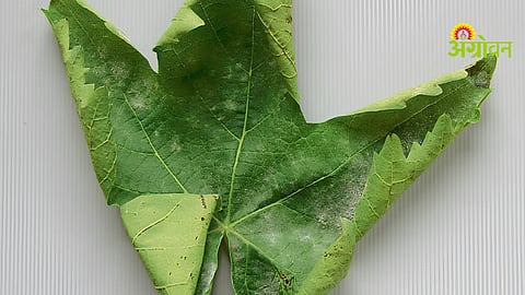 Grape Leaf Disease