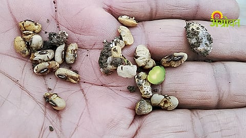 Fake Soybean Seed