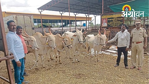 Police Help Return Five Bulls to Farmers