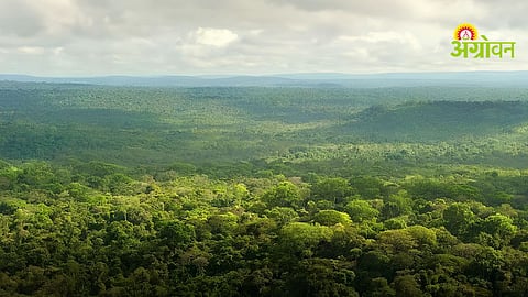 Jungle Satyagraha
