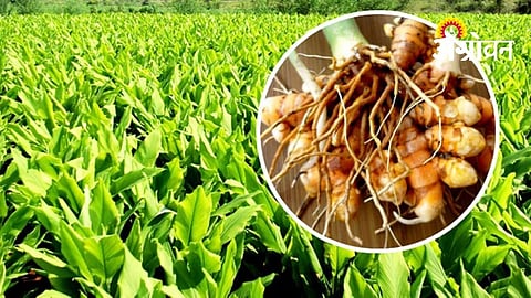 Hingoli Farmers Get Turmeric Insurance Under New Scheme