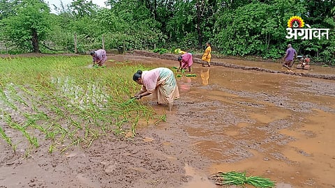 Paddy Replanting