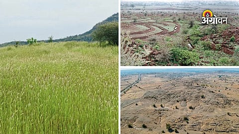 Grass plantation for livestock fodder