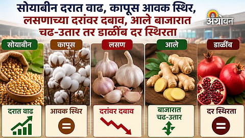 Daily APMC market rates in Maharashtra