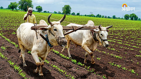 Farm Loan Waiver
