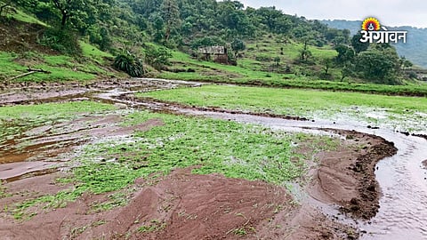 Rice seedlings damaged in Pune district