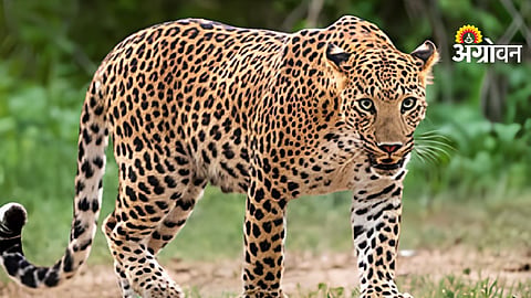 Leopard Terror