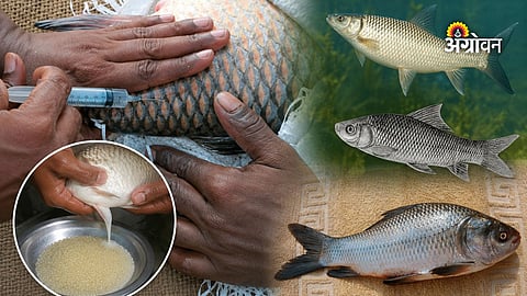 Modern carp fish farming techniques