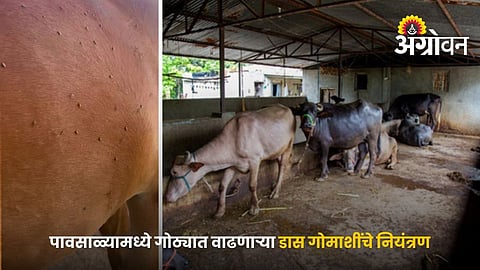 Livestock Protection From Mosquitoes And Flies