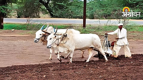 Kharif Sowing Update