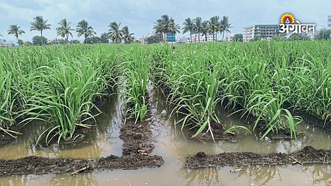 Heavy rainfall impact on sugarcane yield