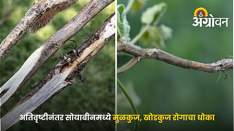 Soybean Diseases Symptoms And Control