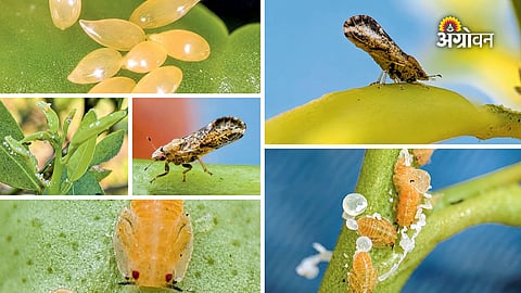 Citrus greening disease symptoms in lemon