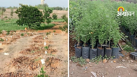 Tree Plantation