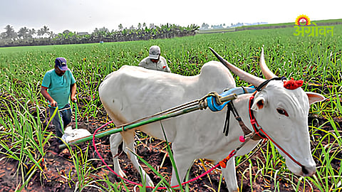Farm Intercultivation