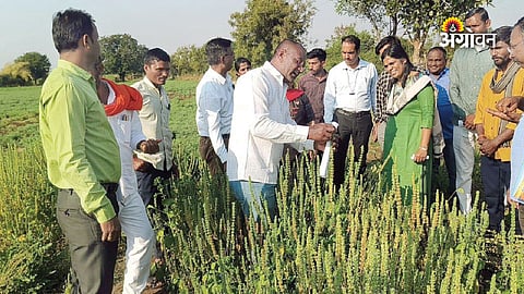 Chia seed trading trends